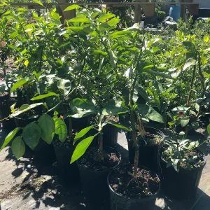 Minneola Tangerine Tree Live Plant – 3 Gallon Pot – 3 Feet Tall – Citrus - Image 4