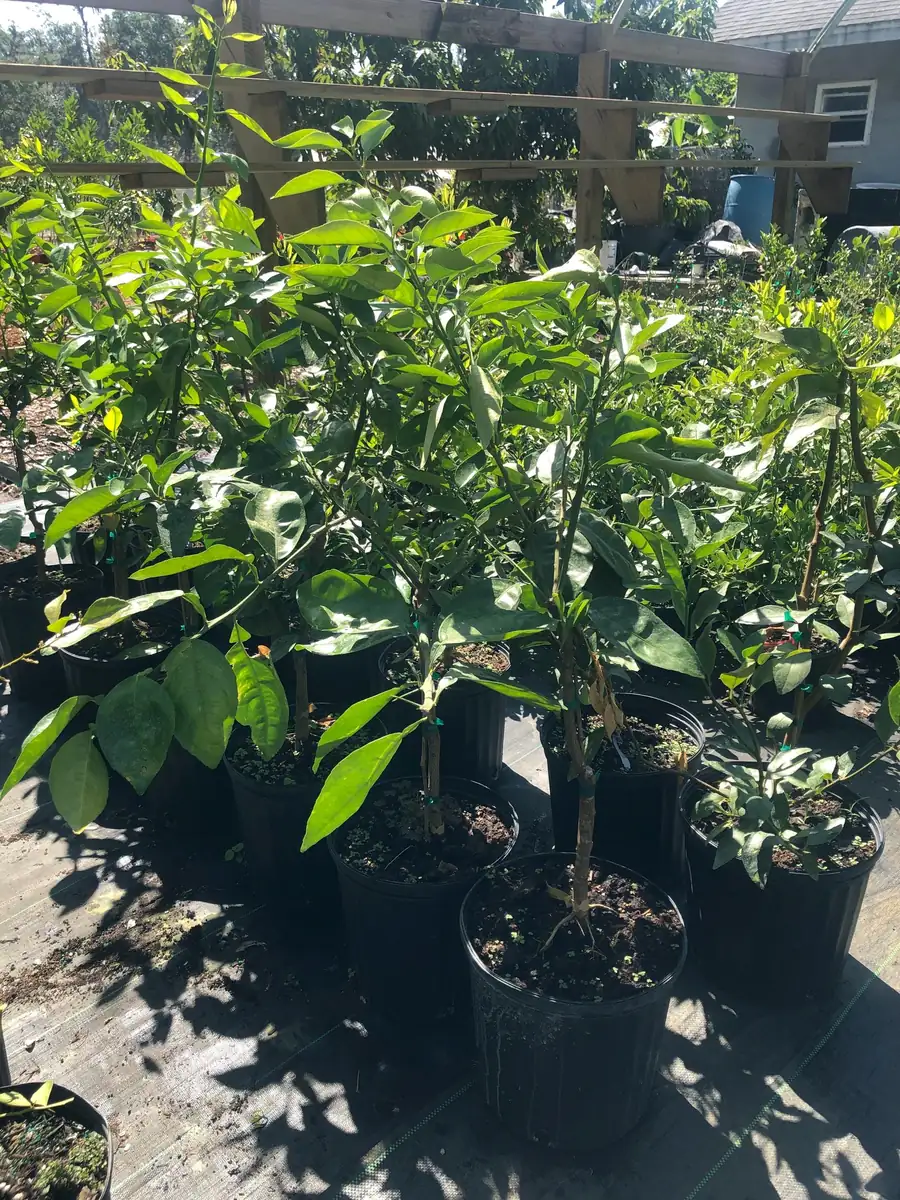 Minneola Tangerine Tree Live Plant – 3 Gallon Pot – 3 Feet Tall – Citrus - Image 4