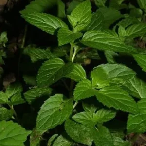 Mint Grow Kit - Spearmint Seeds with Ceramic Planter & Growing Medium - Image 3