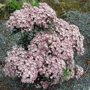 Minuet Dwarf Mountain Laurel Live Plant – Kalmia – 4 inch Pot – Very Hardy - Image 3