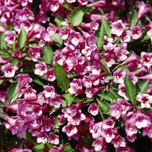 Minuet Weigela florida Live Well Rooted Cutting Plant 8-12 Inches Outdoor - Image 3