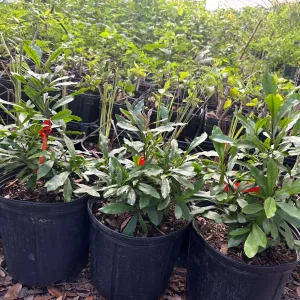 Miracle Berry Grafted Live Plant - Synsepalum dulcificum - Taste-Altering Fruit - 6-12 inches - Image 5