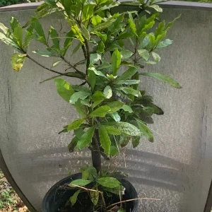Miracle Berry Grafted Plant (Synsepalum dulcificum) Live Plant - Sweet Fruit - Image 2