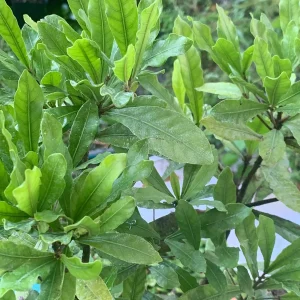 Miracle Berry Grafted Plant (Synsepalum dulcificum) Live Plant - Sweet Fruit - Image 3