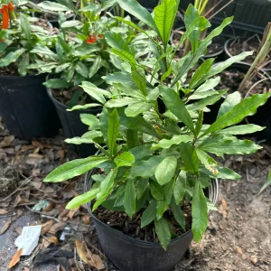 Miracle Berry Grafted Plant (Synsepalum dulcificum) Live Plant - Sweet Fruit - Image 4