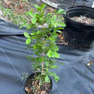 Miracle Berry Grafted Plant (Synsepalum dulcificum) Live Plant - Sweet Fruit - Image 6