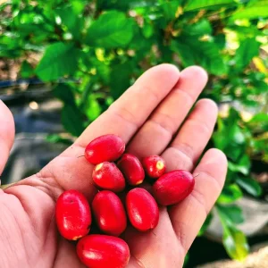 Miracle Fruit Live Plant – 1 Gallon Pot – 1 Foot Tall – Indoor/Outdoor - Image 2