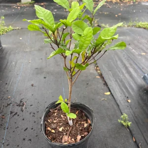 Miracle Fruit Live Plant – 1 Gallon Pot – 1 Foot Tall – Indoor/Outdoor - Image 5