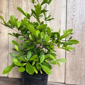 Miracle Fruit Live Plant – Synsepalum dulcificum – 3 Gallon Pot – Indoor/Outdoor - Image 3