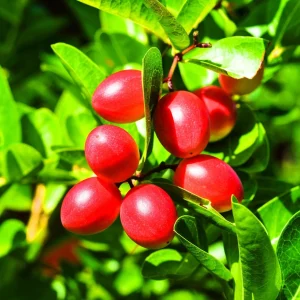 Miracle Fruit Live Plant – Synsepalum dulcificum – 3 Gallon Pot – Indoor/Outdoor - Image 1