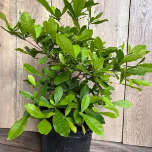 Miracle Fruit Live Plant – Synsepalum dulcificum – 3 Gallon Pot – Indoor/Outdoor - Image 5