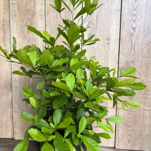 Miracle Fruit Live Plant – Synsepalum dulcificum – 3 Gallon Pot – Indoor/Outdoor - Image 6