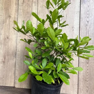 Miracle Fruit Live Plant – Synsepalum dulcificum – 3 Gallon Pot – Indoor/Outdoor - Image 9