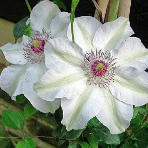 Miss Bateman Clematis Vine Live Plant - Pure White - 2.5 inch Pot - Image 2