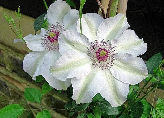 Miss Bateman Clematis Vine Live Plant - Pure White - 2.5 inch Pot - Image 2