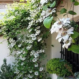 Miss Bateman Clematis Vine Live Plant - Pure White - 2.5 inch Pot - Image 3