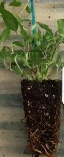 Miss Bateman Clematis Vine Live Plant - Pure White - 2.5 inch Pot - Image 4