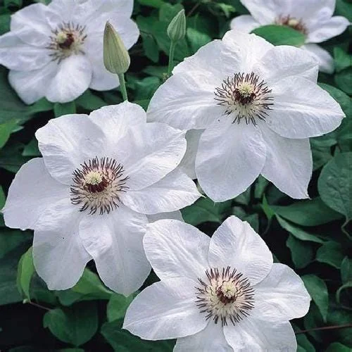 Miss Bateman Clematis Vine Live Plant - Pure White - 2.5 inch Pot - Image 1