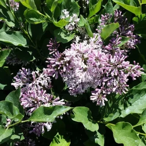 Miss Kim Lilac Live Plant - 6-12 Inch Tall, Quart Pot, Fragrant Outdoor Shrub - Image 3