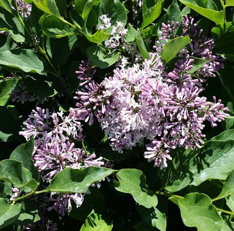 Miss Kim Lilac Live Plant - 6-12 Inch Tall, Quart Pot, Fragrant Outdoor Shrub - Image 3