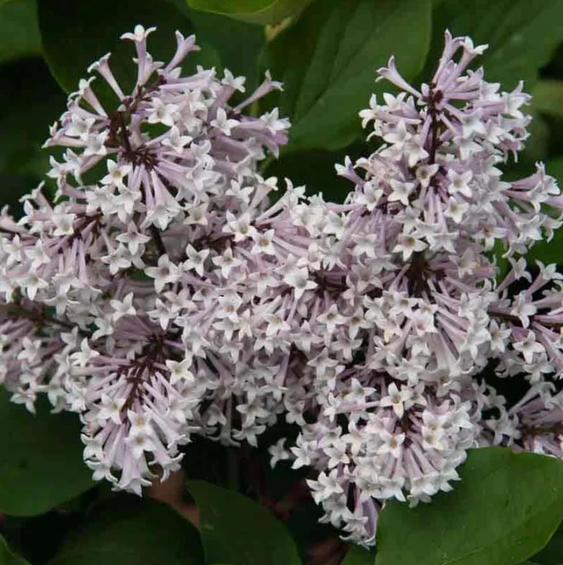 Miss Kim Lilac Live Plant - 6-12 Inch Tall, Quart Pot, Fragrant Outdoor Shrub - Image 4