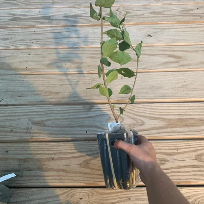 Miss Kim Lilac Live Plant - 6-12 Inch Tall, Quart Pot, Fragrant Outdoor Shrub - Image 5