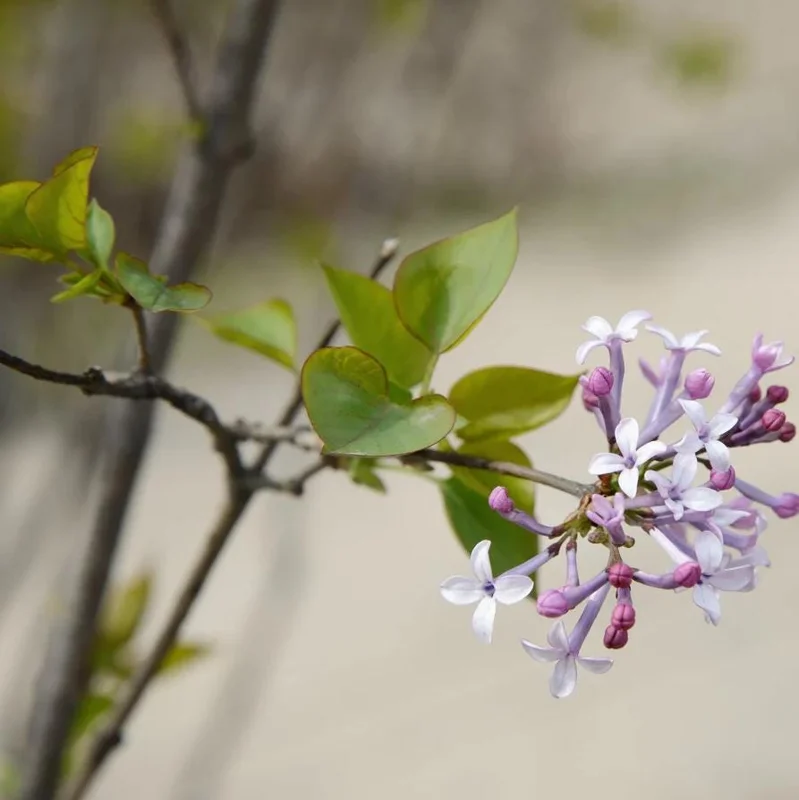 Miss Kim Lilac Live Plant - 6-12 Inch Tall, Quart Pot, Fragrant Outdoor Shrub - Image 6