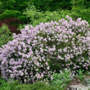 Miss Kim Lilac Live Plant - 6-12 Inch Tall, Quart Pot, Fragrant Outdoor Shrub - Image 7