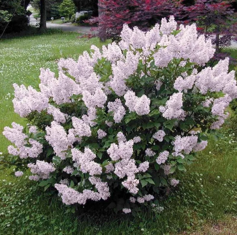 Miss Kim Lilac Live Plant - 6-12 Inch Tall, Quart Pot, Fragrant Outdoor Shrub - Image 1