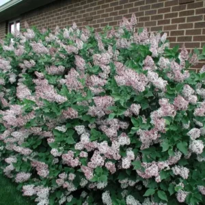 Miss Kim Lilac Shrub Live Plant - 6-12" Tall - 1qt Pot - Fragrant Lavender Blue - Image 2