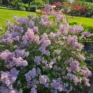 Miss Kim Lilac Shrub Live Plant - 6-12