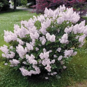 Miss Kim Lilac Shrub Live Plant - 6-12" Tall - 1qt Pot - Fragrant Lavender Blue - Image 1