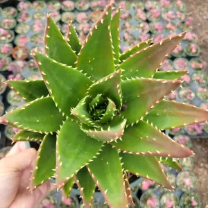 Mitre Aloe Live Plant - Aloe perfoliata Succulent, Rubble Aloe, Drought-Tolerant - Image 2