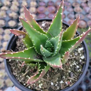 Mitre Aloe Live Plant - Aloe perfoliata Succulent, Rubble Aloe, Drought-Tolerant - Image 1