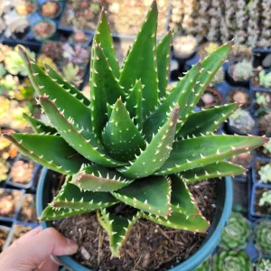 Mitre Aloe Live Plant - Aloe perfoliata Succulent, Rubble Aloe, Drought-Tolerant - Image 5