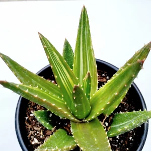 Mitre Aloe Live Plant - Aloe perfoliata Succulent, Rubble Aloe, Drought-Tolerant - Image 9