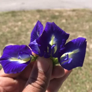 Mix Color Butterfly Pea Seeds - Blue, Purple, Pink, White Vines - Image 10