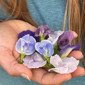 Mix Color Butterfly Pea Seeds - Blue, Purple, Pink, White Vines - Image 2