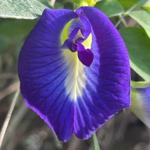Mix Color Butterfly Pea Seeds - Blue, Purple, Pink, White Vines - Image 5