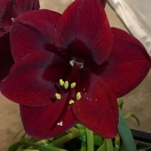 Mixed Amaryllis Bulbs - Random Color & Size Mix - Flower Bulbs for Indoor & Outdoor Planting - Image 2