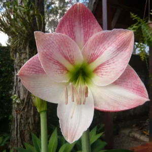 Mixed Amaryllis Bulbs - Random Color & Size Mix - Flower Bulbs for Indoor & Outdoor Planting - Image 3