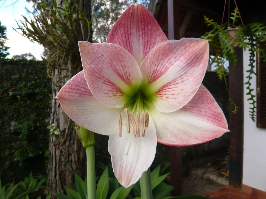 Mixed Amaryllis Bulbs - Random Color & Size Mix - Flower Bulbs for Indoor & Outdoor Planting - Image 3