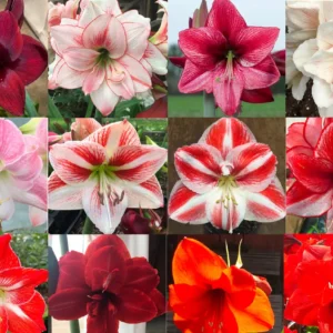 Mixed Amaryllis Bulbs - Random Color & Size Mix - Flower Bulbs for Indoor & Outdoor Planting - Image 1