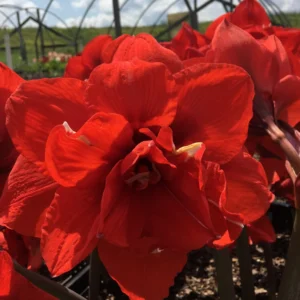 Mixed Amaryllis Bulbs - Random Color & Size Mix - Flower Bulbs for Indoor & Outdoor Planting - Image 4