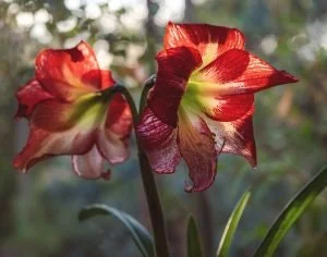 Mixed Amaryllis Bulbs - Random Color & Size Mix - Flower Bulbs for Indoor & Outdoor Planting - Image 5