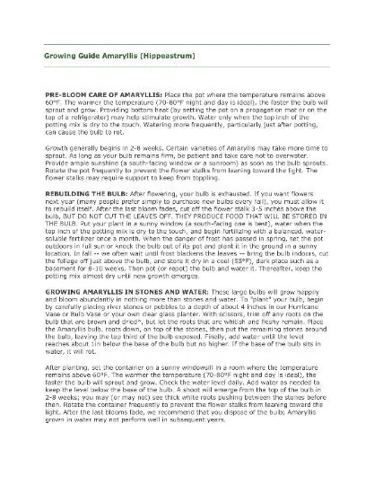 Mixed Amaryllis Bulbs - Random Color & Size Mix - Flower Bulbs for Indoor & Outdoor Planting - Image 7