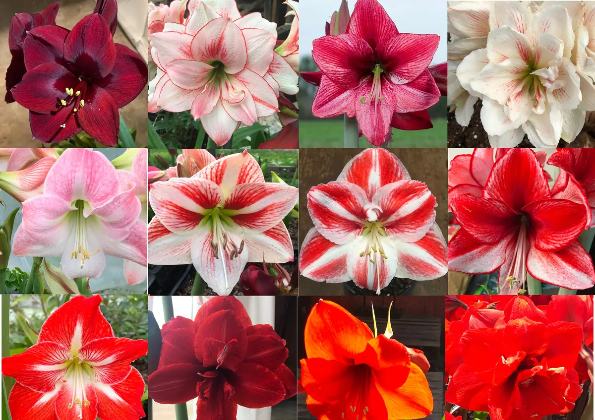Mixed Amaryllis Bulbs - Random Color & Size Mix - Flower Bulbs for Indoor & Outdoor Planting - Image 1