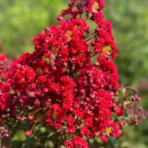 Mixed Crape Myrtle Live Plant – Quart Pot – 18-24 inches Tall – Outdoor - Image 2