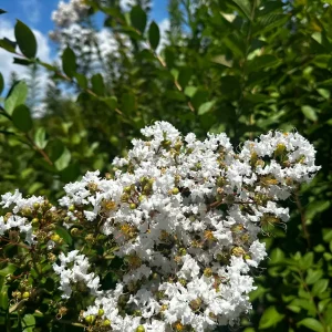 Mixed Crape Myrtle Live Plant – Quart Pot – 18-24 inches Tall – Outdoor - Image 3