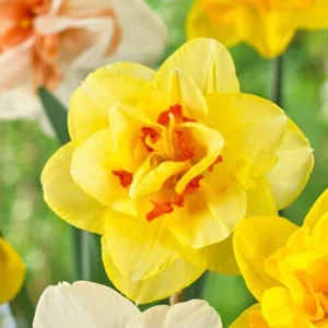 Mixed Double Daffodil Flower Bulbs - 8 Count - Gold, Orange, Pink, White, Yellow - Perennial - Image 6